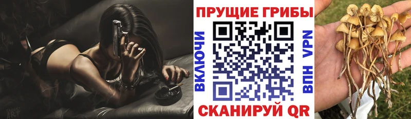 Псилоцибиновые грибы Psilocybe  кракен ONION  Сураж 